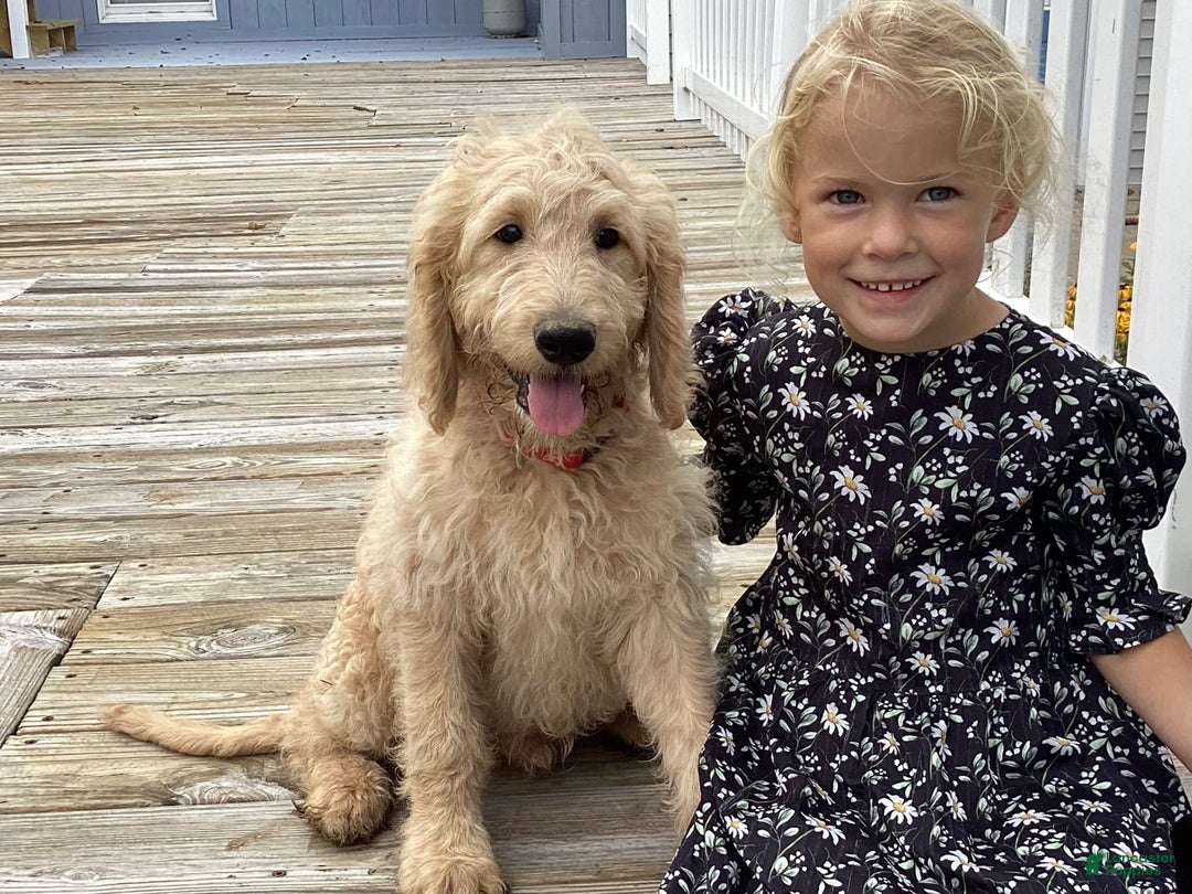 Goldendoodle dogs for sale: Hadly - Image 2