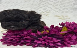 Shihpoo dogs for sale: Leo - Image 3
