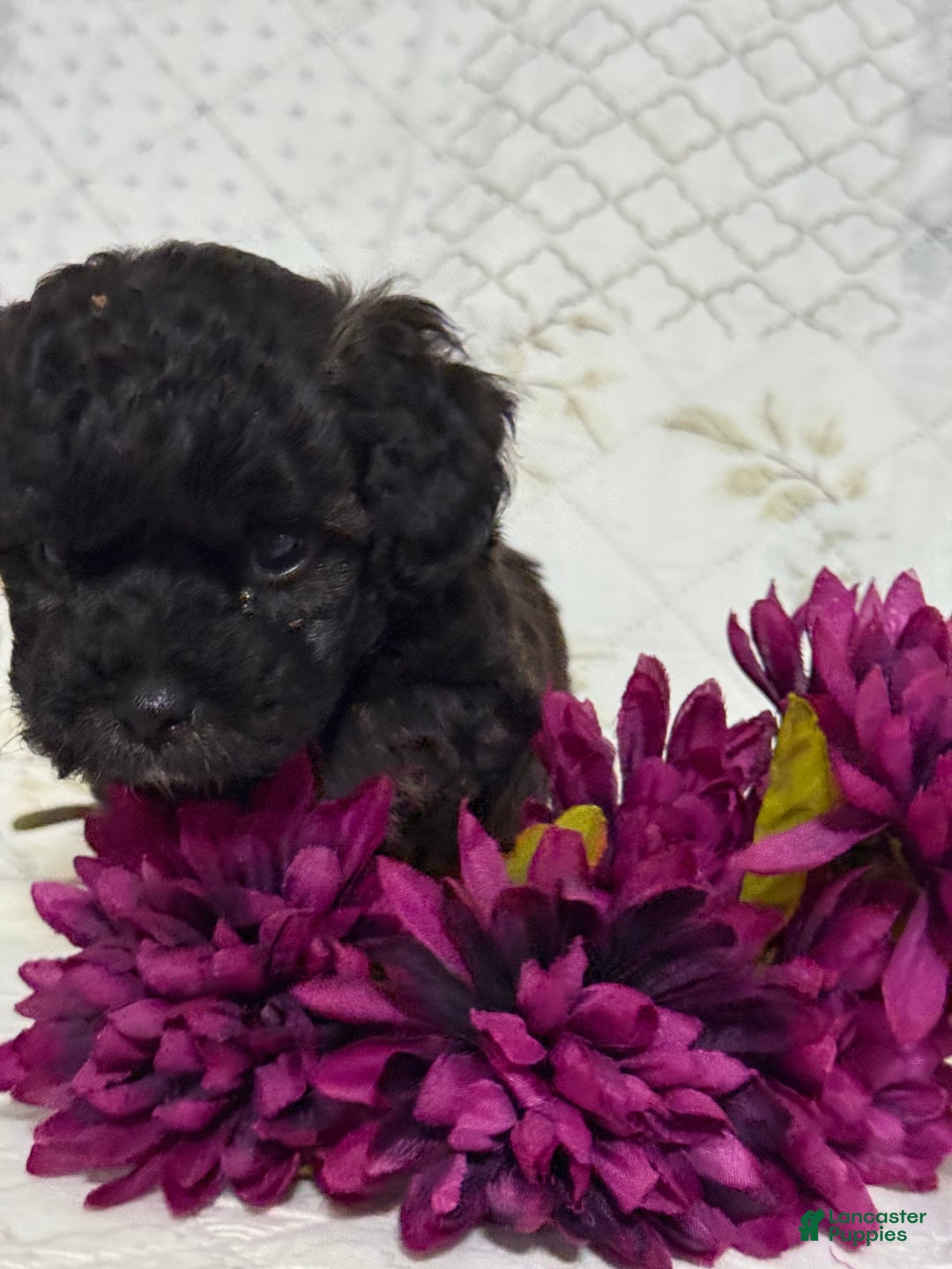 Shihpoo dogs for sale: Leo - Image 3
