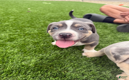 American Bully dogs for sale: Max - Image 4