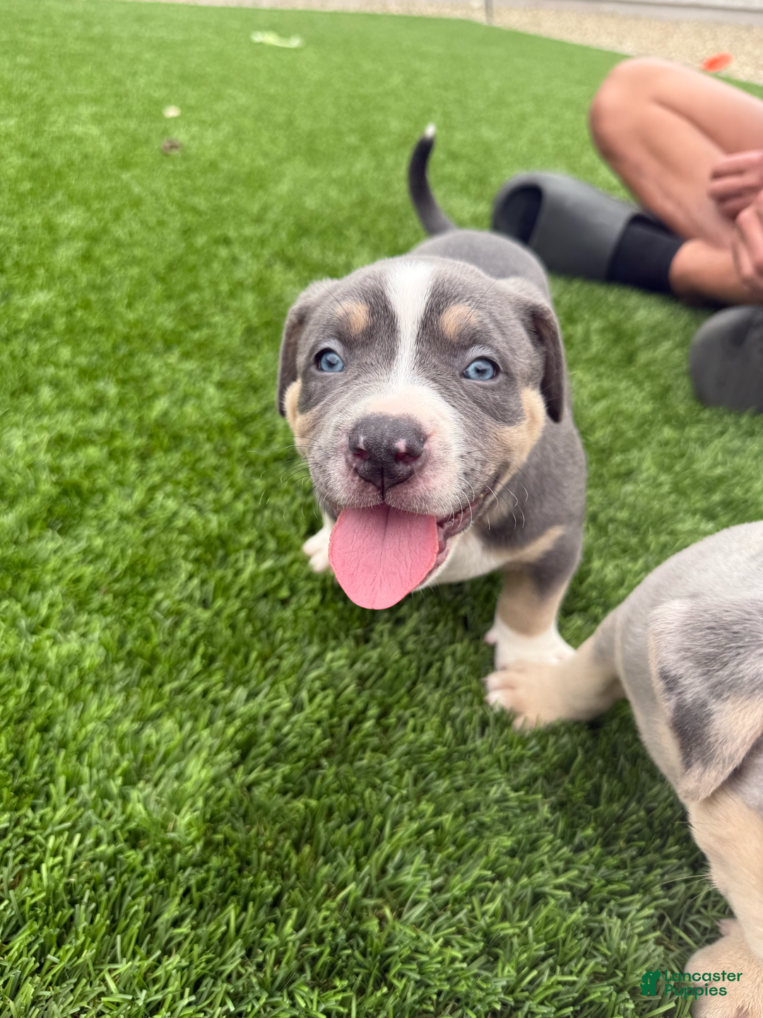American Bully dogs for sale: Max - Image 4