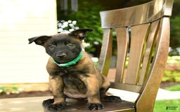 Belgian Malinois dogs for sale: Asia - Image 4