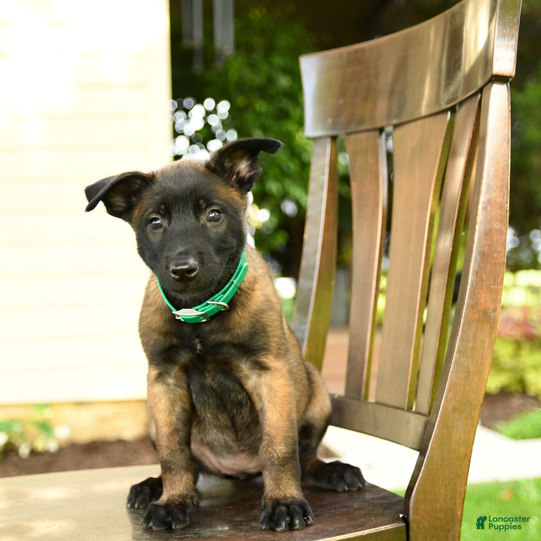 Belgian Malinois dogs for sale: Asia - Image 4