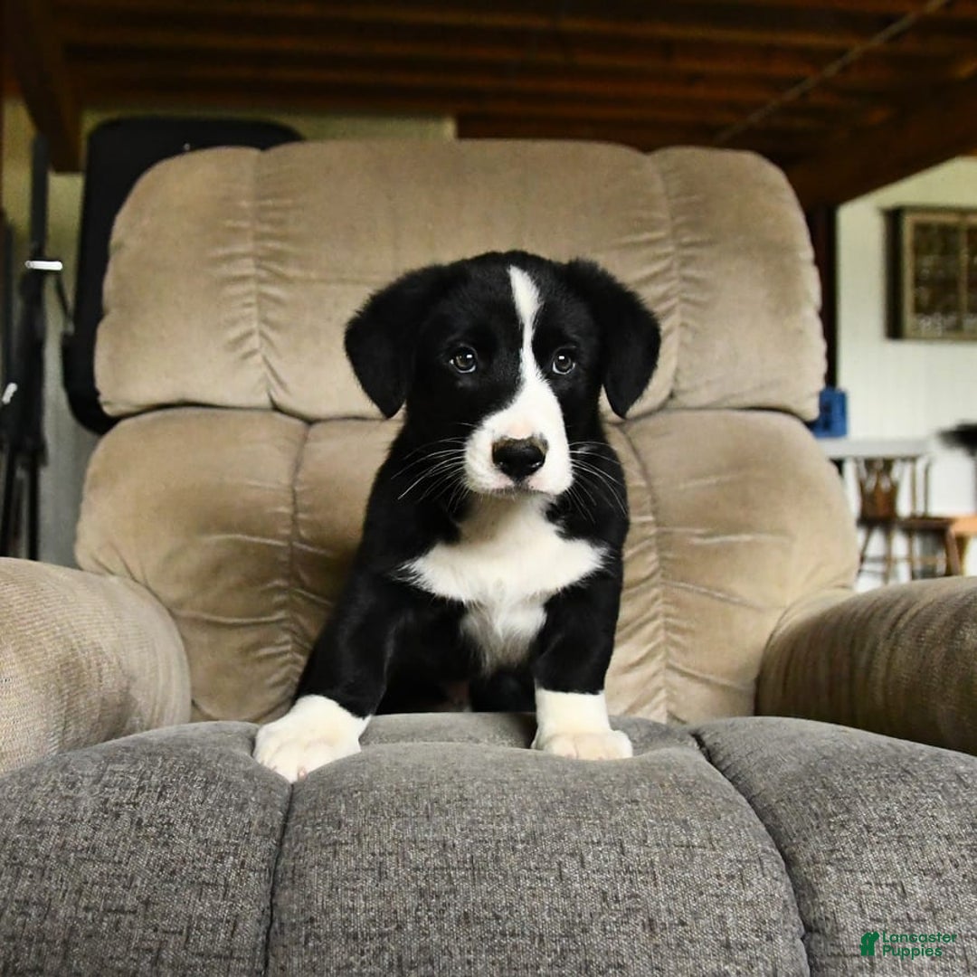 Bernese Mountain Dog dogs for sale: Felix - Image 3