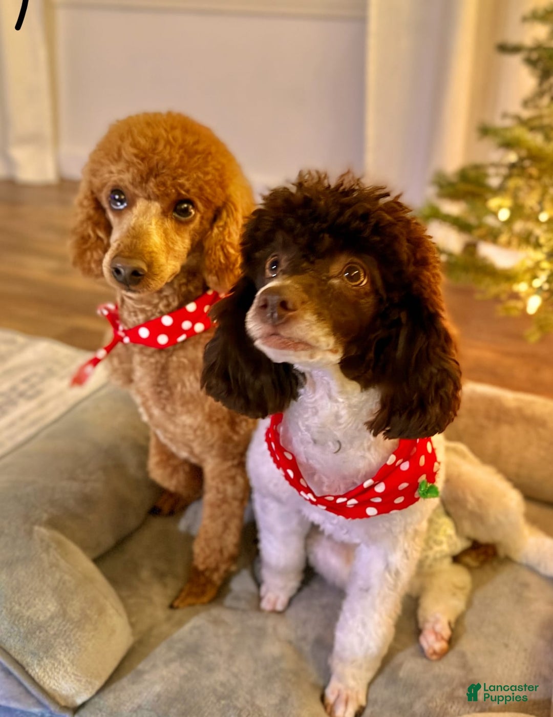 Toy Poodle dogs for sale: Pure Breed Toy Poodle Girl - Image 3