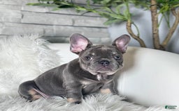 French Bulldog dogs for sale: Izzy - Image 4