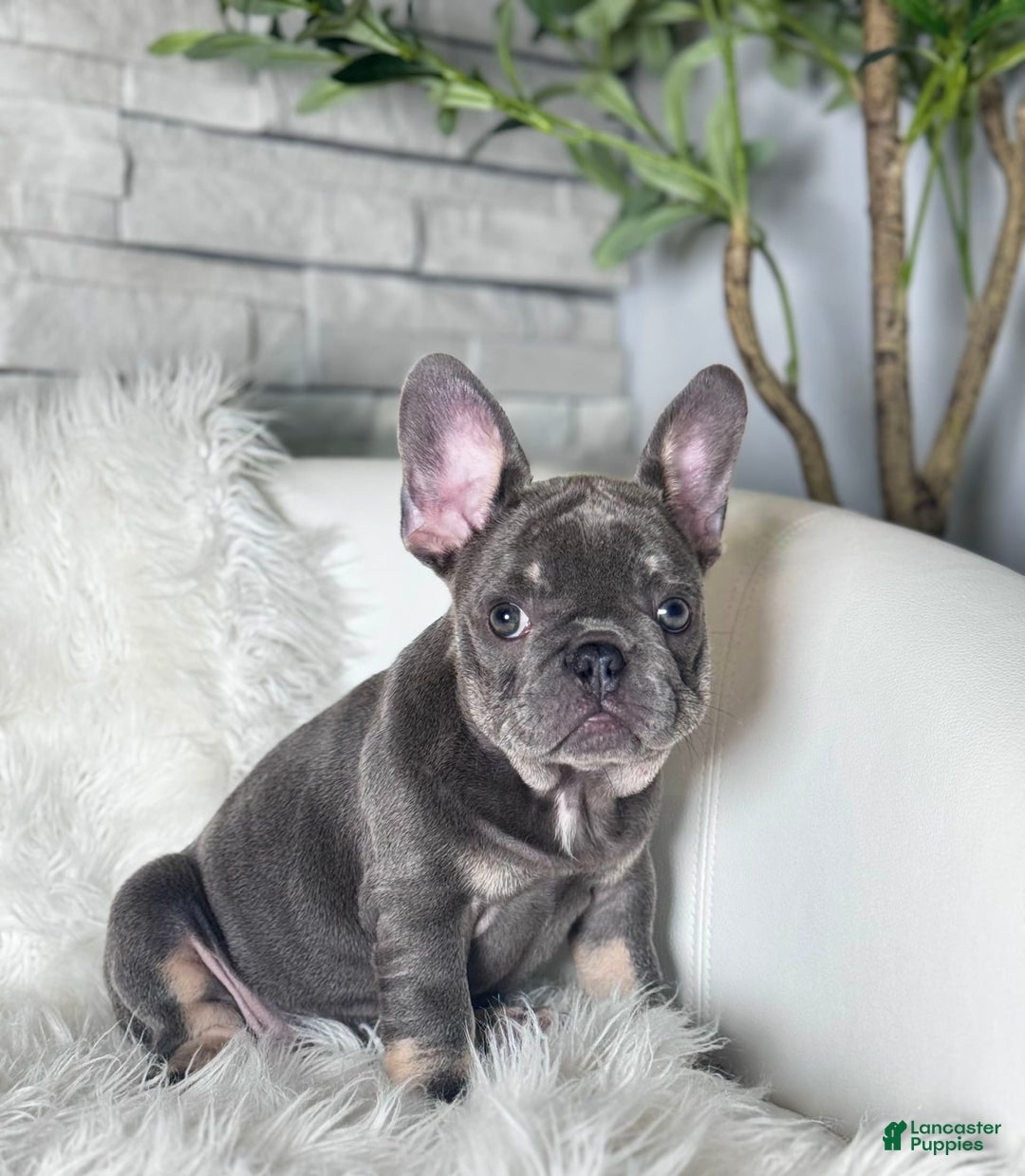 French Bulldog dogs for sale: Izzy - Image 4