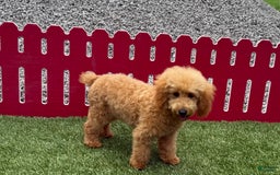 Toy Poodle dogs for sale: Cloey - Image 7