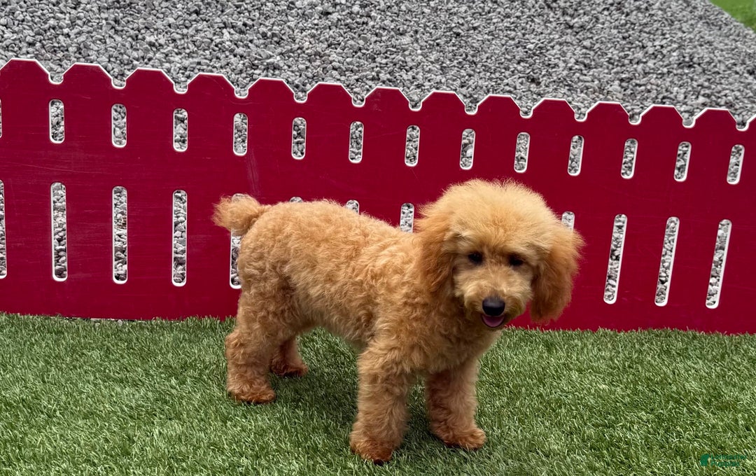 Toy Poodle dogs for sale: Cloey - Image 7