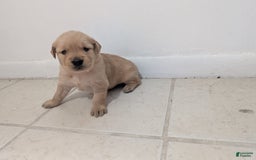 Golden Retriever dogs for sale: Leo - Image 5
