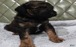 Standard Poodle dogs for sale: Koda - Image 5