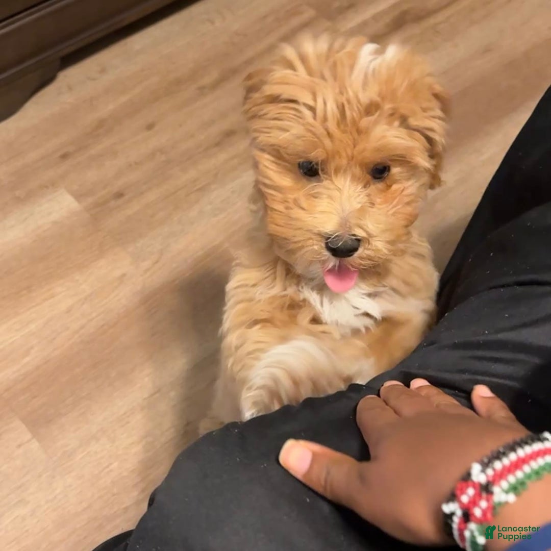 Maltipoo dogs for sale: Princeton - Image 8