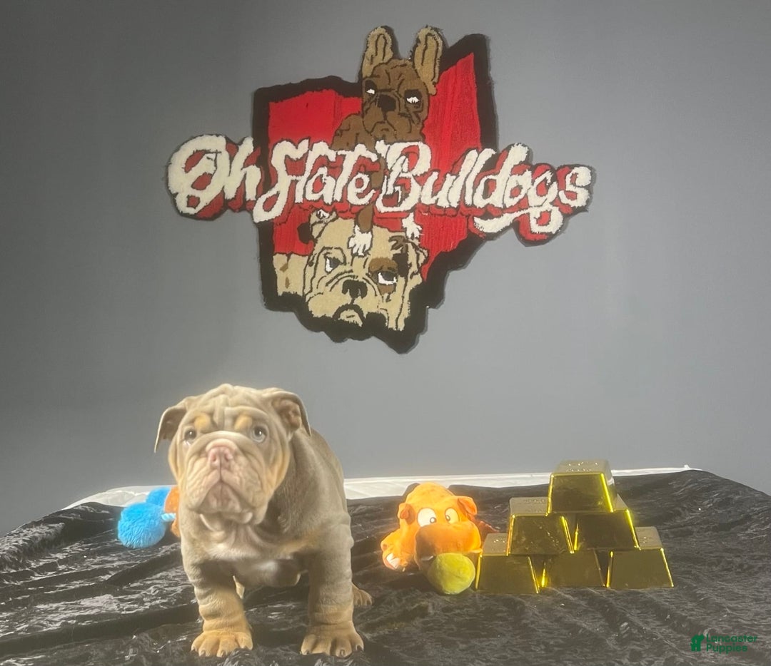 English Bulldog dogs for sale: Chubbs - Image 8
