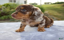 Miniature Dachshund dogs for sale: Forest - Image 2