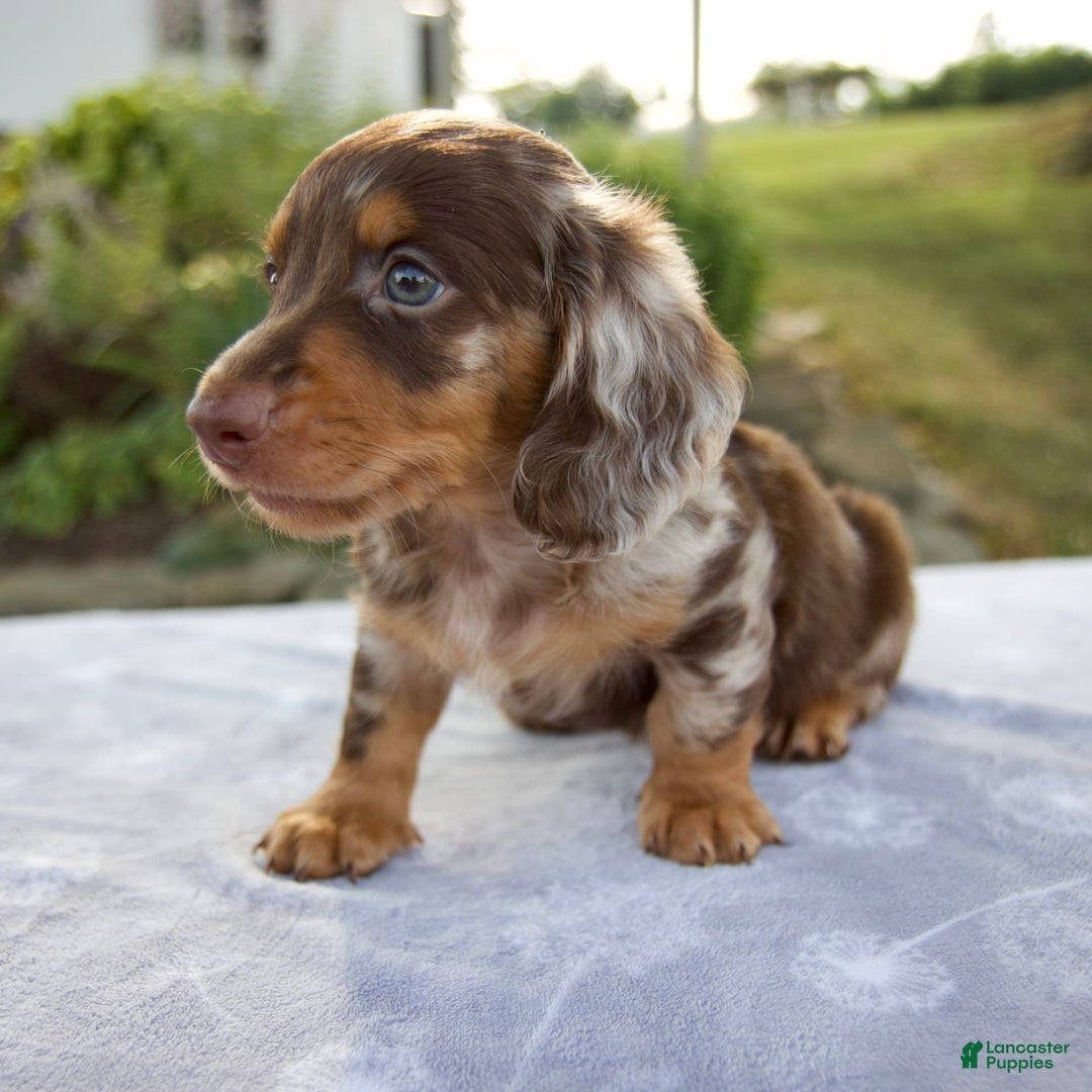 Miniature Dachshund dogs for sale: Forest - Image 2