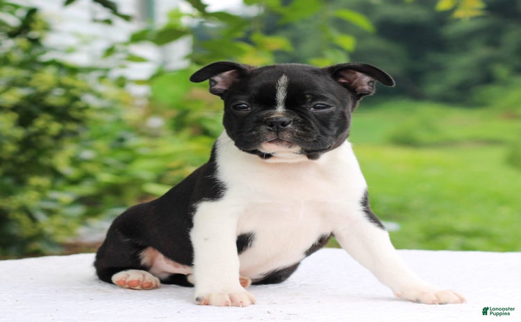 Boston Terrier dogs for sale - Ad 3