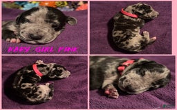 Great Dane dogs for sale: Baby Girl Pink - Image 1