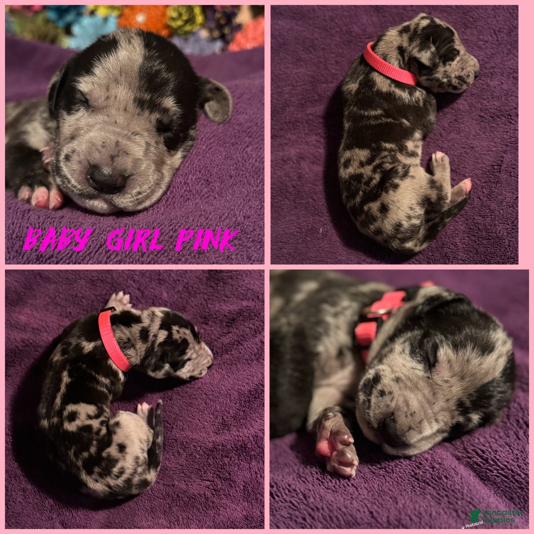 Great Dane dogs for sale: Baby Girl Pink - Image 1