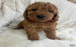 Goldendoodle dogs for sale: Cookie - Image 4