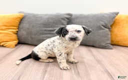 Dalmatian dogs for sale: Dotty - Image 3