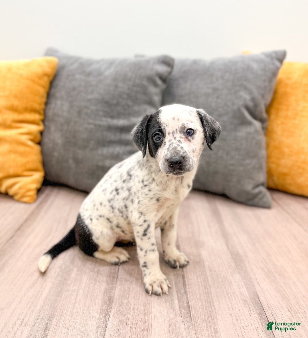 Dalmatian dogs for sale: Dotty - Image 3