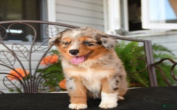 Australian Shepherd dogs for sale: Twizzler - Image 2