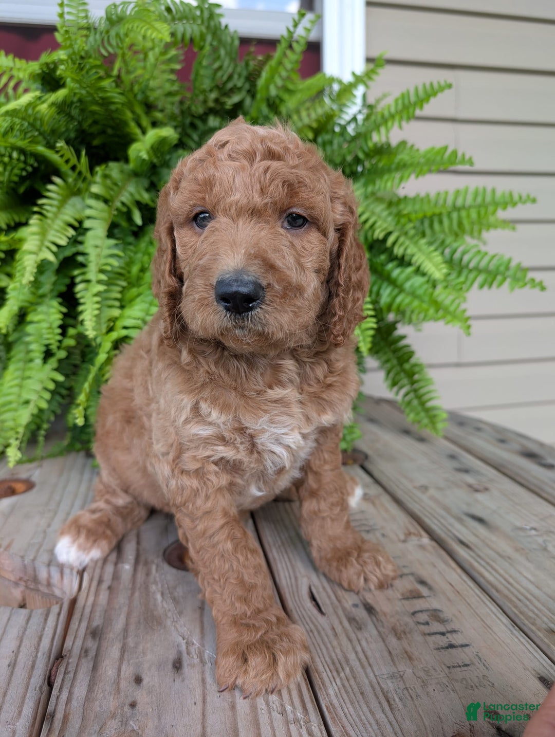 Goldendoodle dogs for sale: Maggie - Image 18