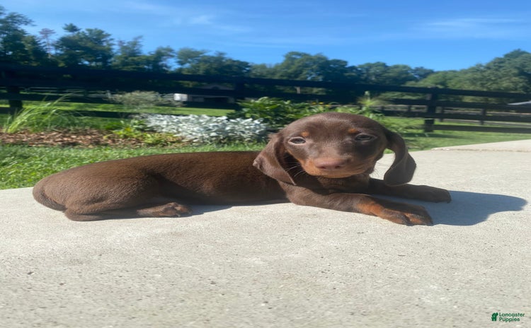 Miniature Dachshund dogs for sale - Ad 1
