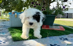 Toy Poodle dogs for sale: Doughy - Image 5