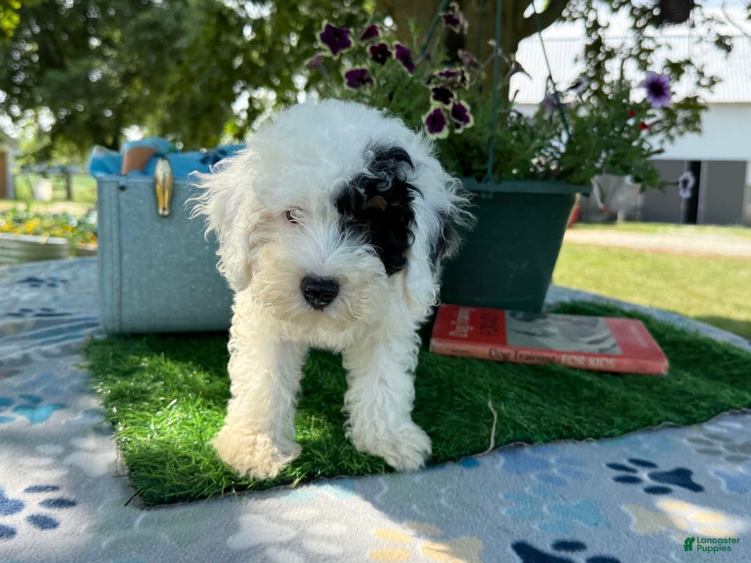 Toy Poodle dogs for sale: Doughy - Image 5