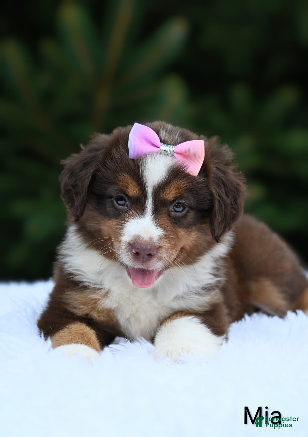 Miniature Australian Shepherd dogs for sale: Mia - Image 2