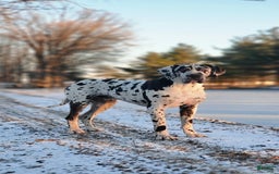 Great Dane dogs for sale: Chip - Image 6