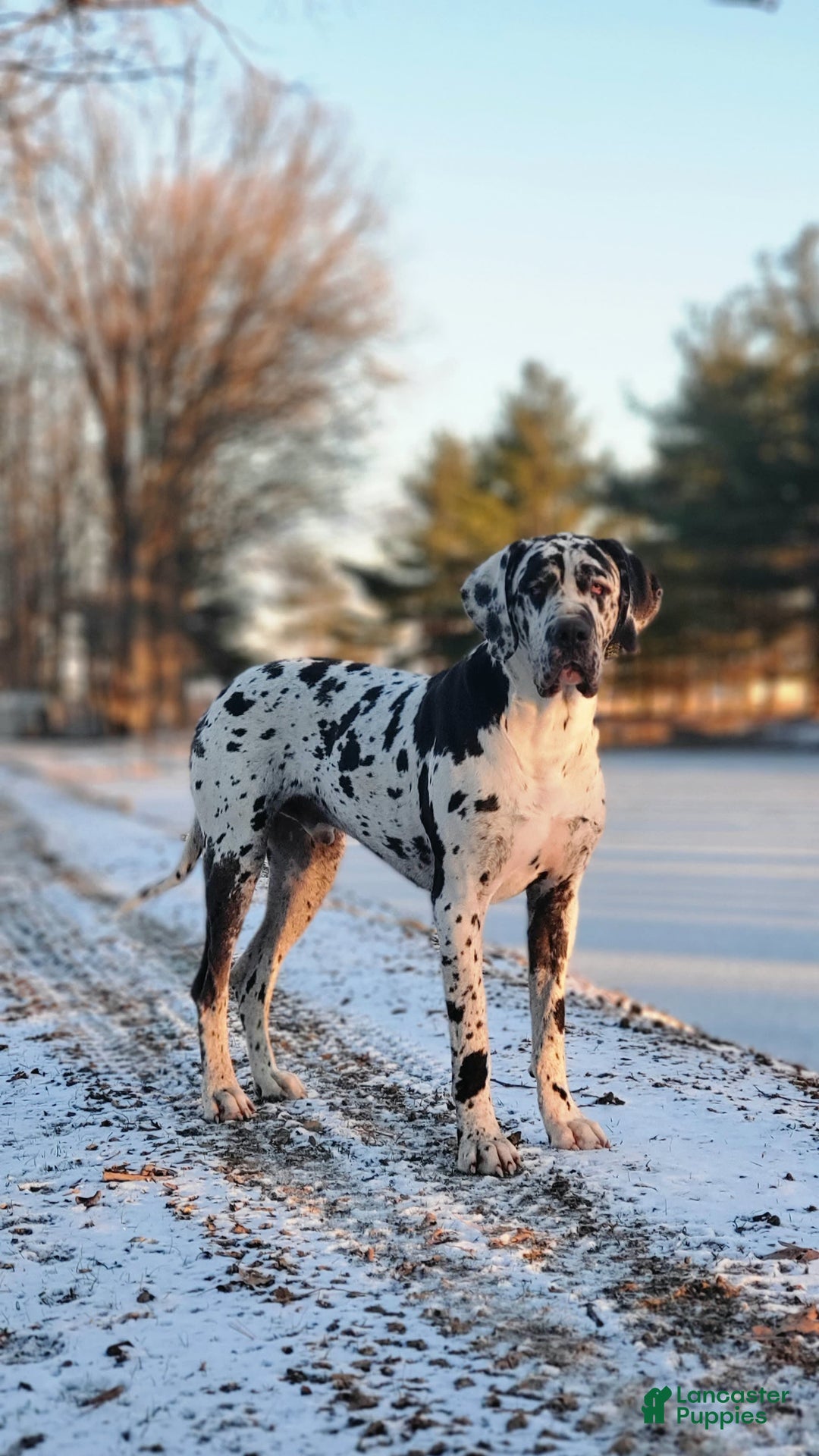 Great Dane dogs for sale: Chip - Image 6