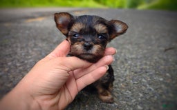 Morkie dogs for sale: "teacup" Cricket - Image 6