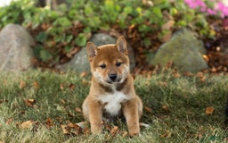 Shiba Inu dogs for sale: Eddie - Image 5