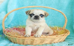 Pug dogs for sale: Penelope - Image 2