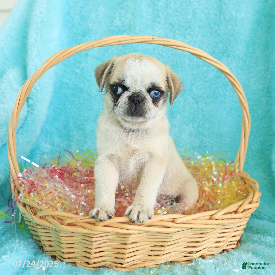 Pug dogs for sale: Penelope - Image 2