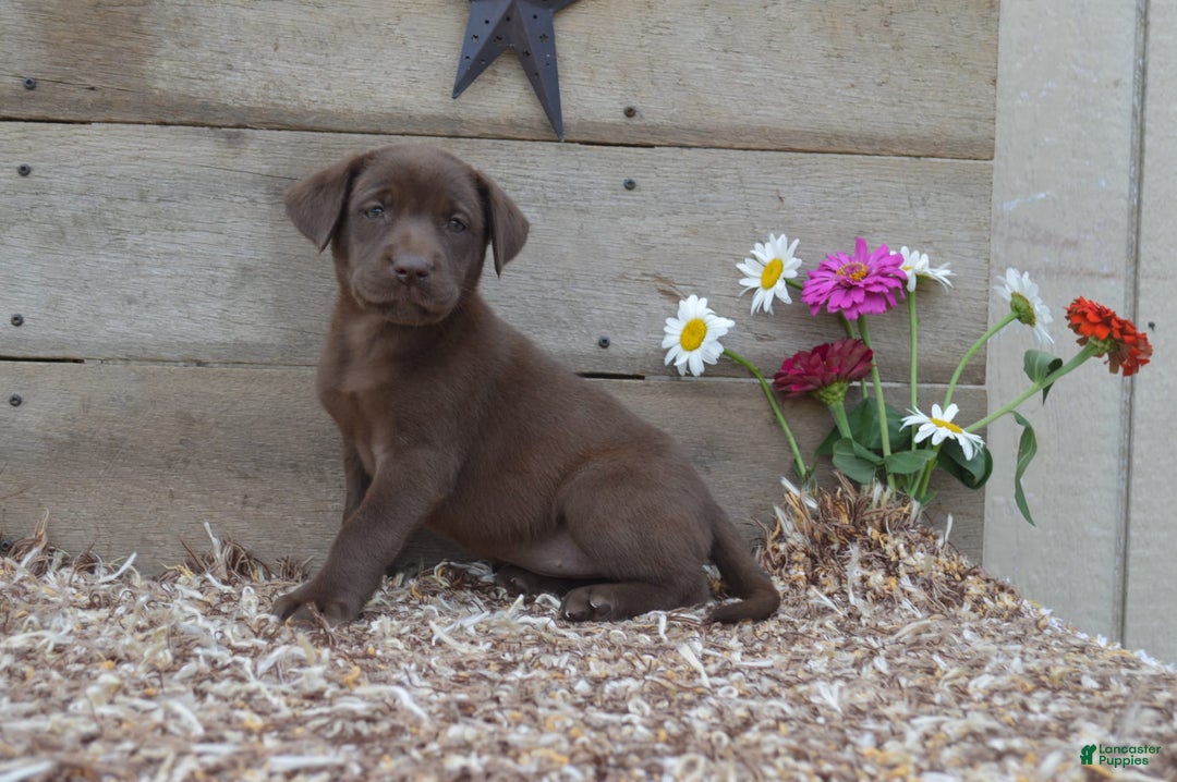 Labrador Retriever dogs for sale: Kate - Image 3