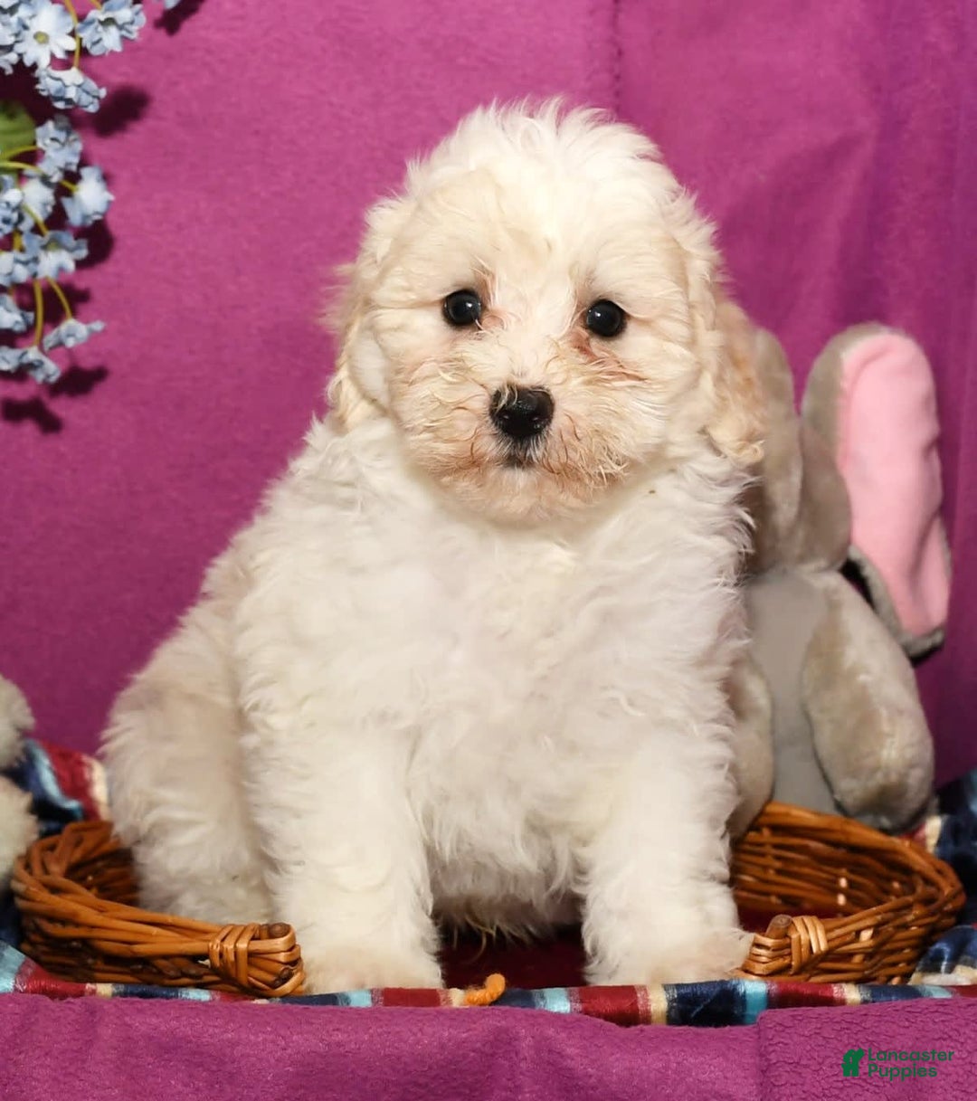 Shihpoo dogs for sale: Bubbles - Image 5