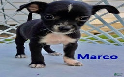 Chihuahua dogs for sale: Marco - Image 1