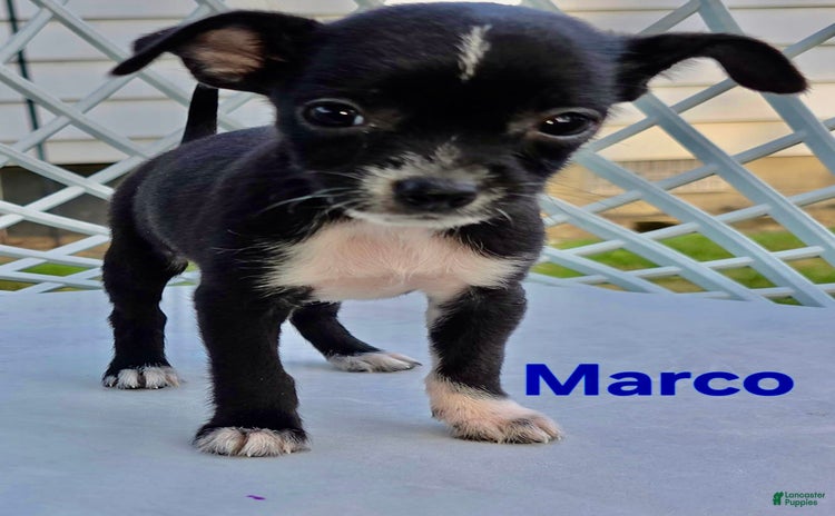 Chihuahua dogs for sale - Ad 1