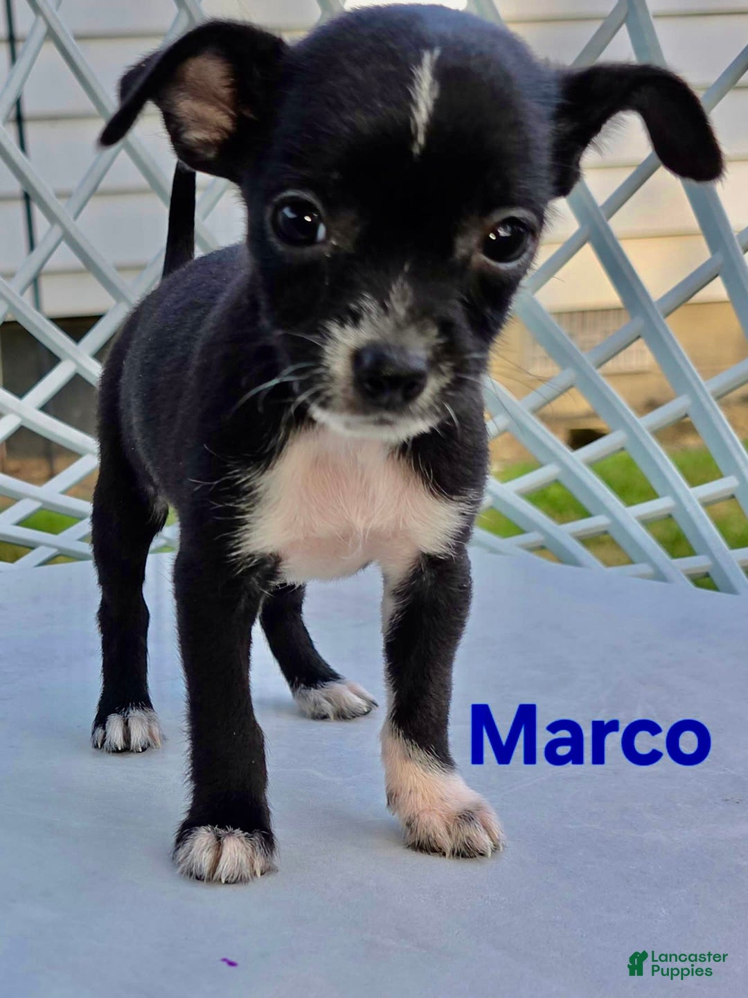 Chihuahua dogs for sale: Marco - Image 1