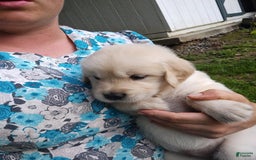 Golden Retriever dogs for sale: Pepper - Image 21