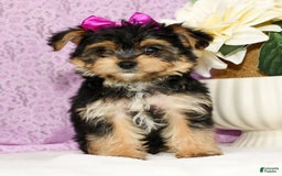 Yochon dogs for sale: York-Chon 5 puppies - Image 1