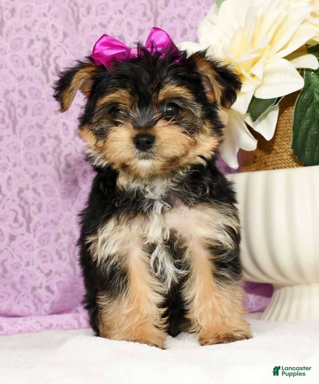 Yochon dogs for sale: York-Chon 5 puppies - Image 1
