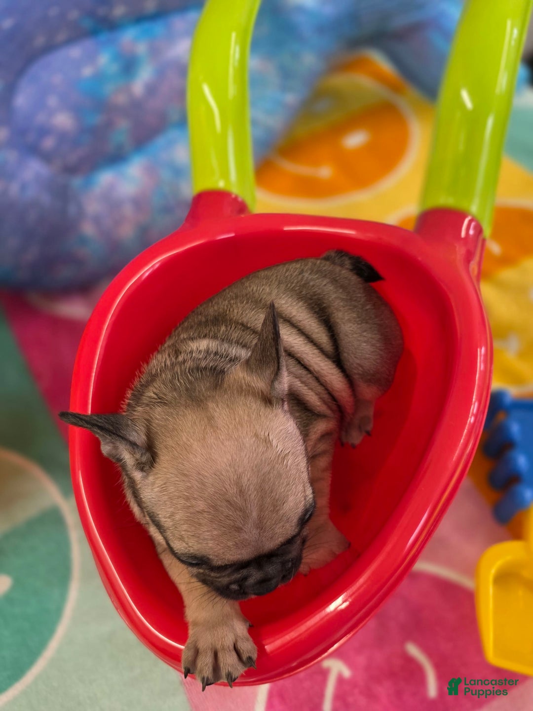 French Bulldog dogs for sale: French Bulldog 5 puppies - Image 6