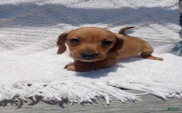 Miniature Dachshund dogs for sale: Barley - Image 4