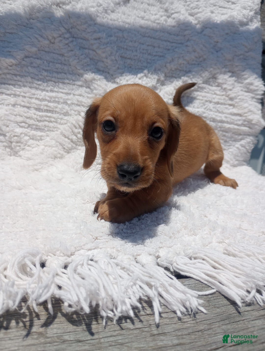 Miniature Dachshund dogs for sale: Barley - Image 4