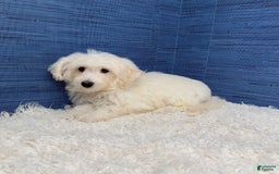 Maltipoo dogs for sale: Felicity - Image 2