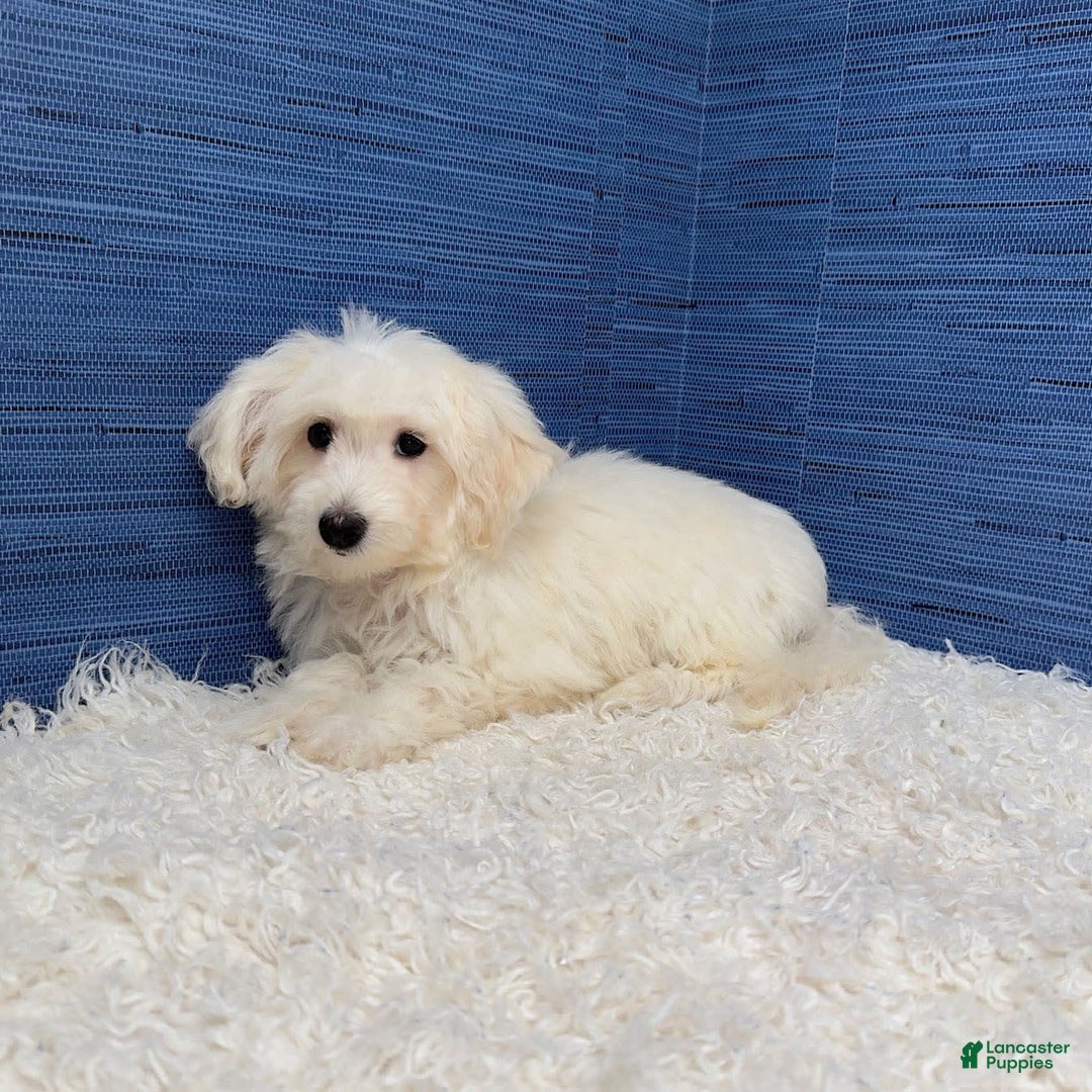 Maltipoo dogs for sale: Felicity - Image 2